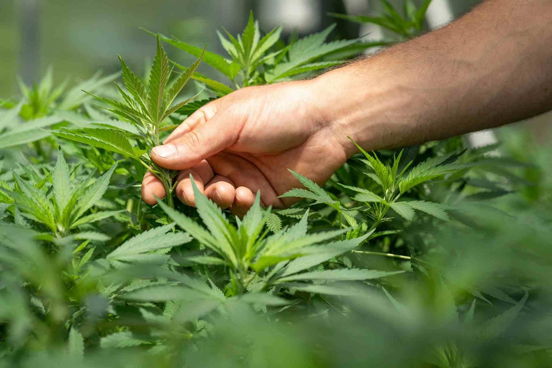 main touchant les feuilles de cannabis